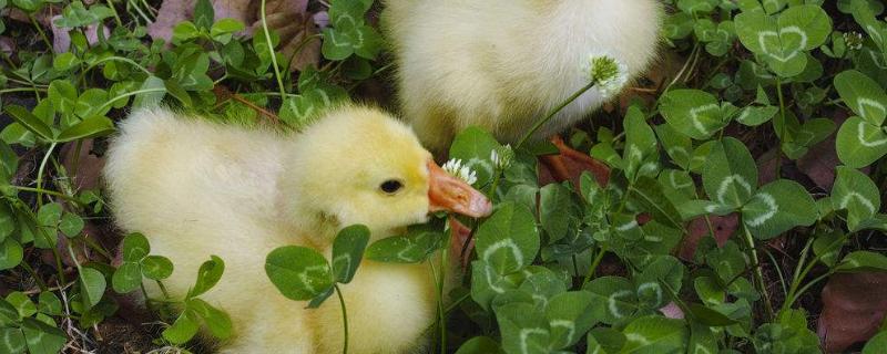 小鹅多少天可以晚上不开灯,附饲养环境