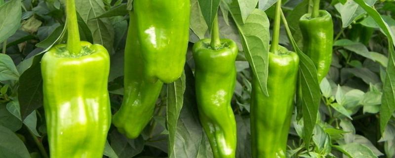 辣椒除草剂打到辣椒上没事吧,辣椒除草剂什么时候打合适