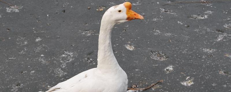 在农村养鹅的方法,养鹅需要什么场地