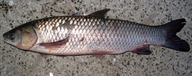 草鱼黑头病黑背用什么药治,是什么原因导致的