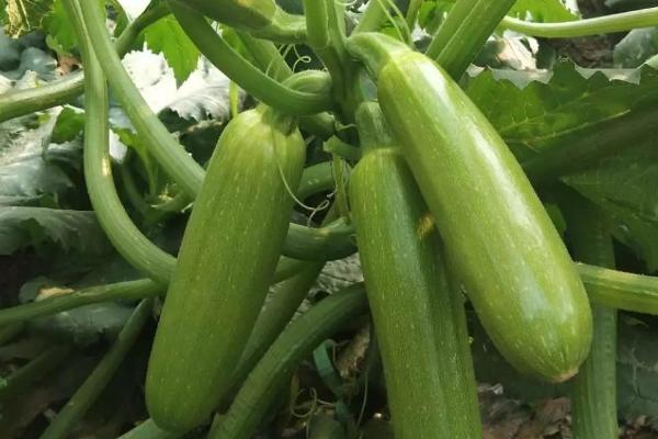 小瓜的种植技术和管理