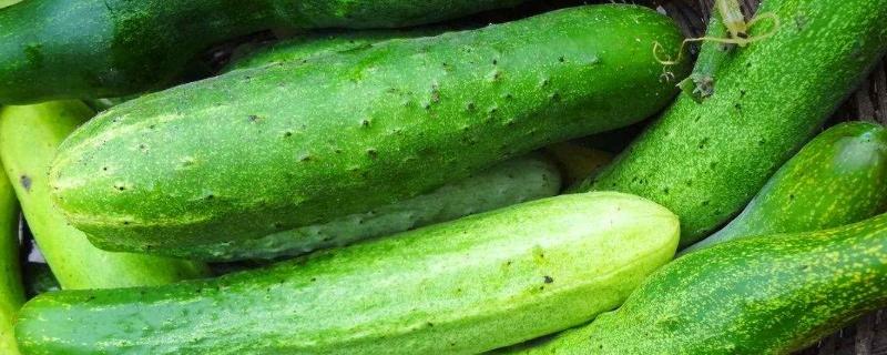 现在可以种黄瓜吗?怎么种?,黄瓜的病害有哪些
