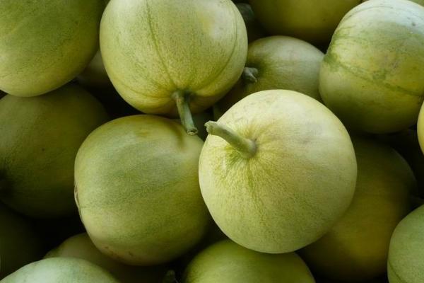 香瓜种植方法,春季露地香瓜种植技术