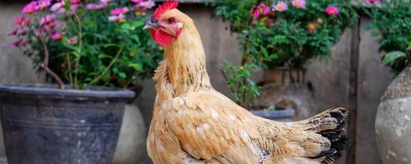 鸡为什么不吃黄豆,吃什么下蛋多