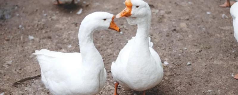 养鹅吃什么草长得快,养鹅需要喂饲料吗
