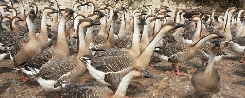 养鹅只吃草会不会饿死，鹅需不需要吃饲料