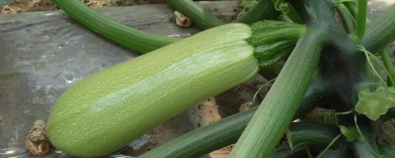 角瓜为什么结果就化了,角瓜又叫什么瓜