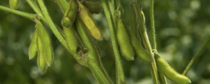 黄豆开花需要打药吗,开花期需要施什么肥