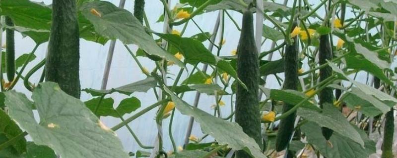 黄瓜雄花太多怎么办,雄花和雌花有何区别