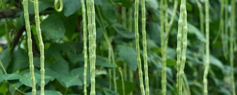 豇豆打农药多吗,需要施什么肥