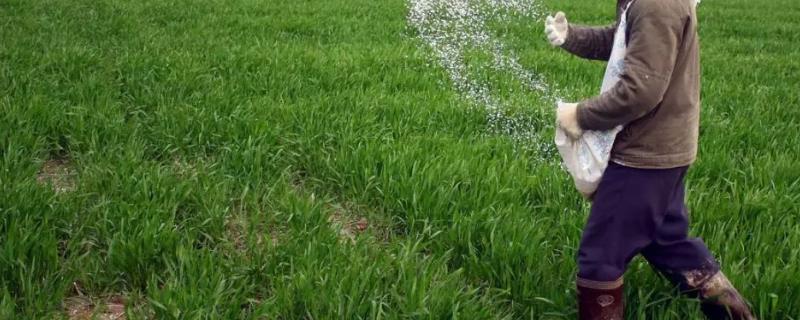 尿素追肥几天能见效,如何使用效果好