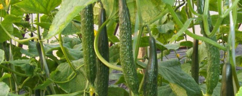 黄瓜只长秧不结瓜是什么原因,黄瓜秧上面的小白飞虫怎么治