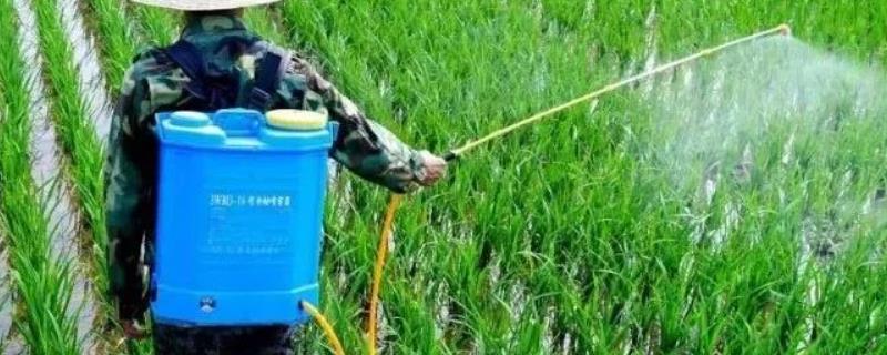 水稻茎叶除草几天能上水,是否会影响分蘖