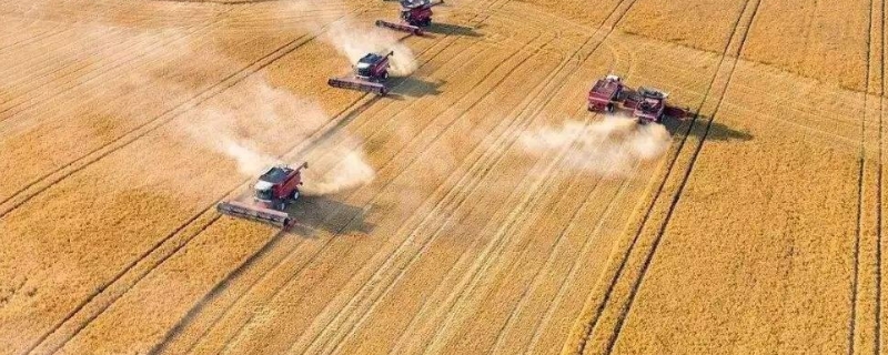 可耕地可以种果树吗,需要办理哪些手续