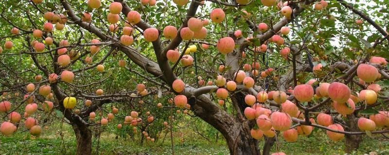 果树水溶肥的使用方法,如何施效果好