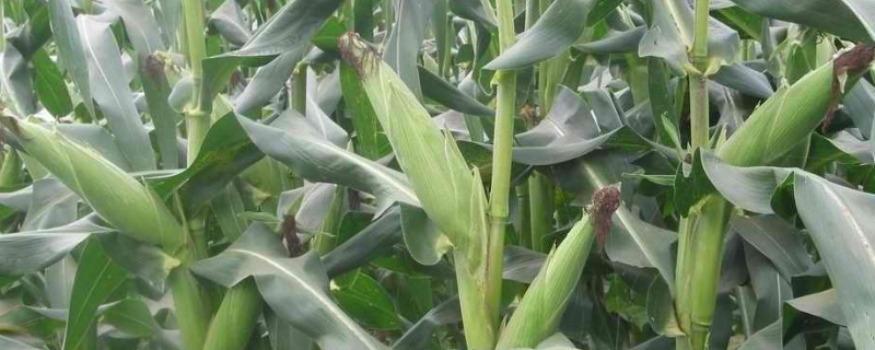 玉米叉为什么不能打,玉米叉是什么