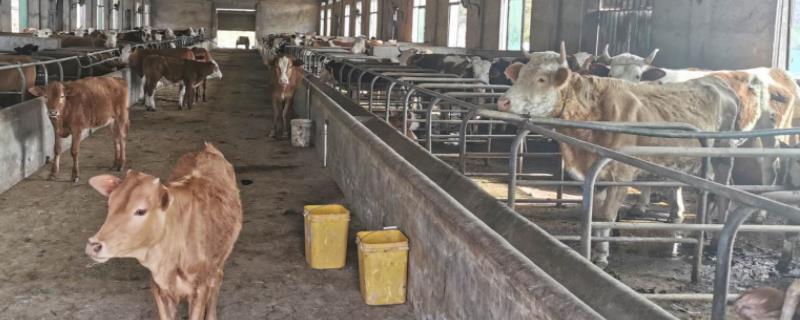 牛身上有苍蝇用什么药,什么时候用药效果好