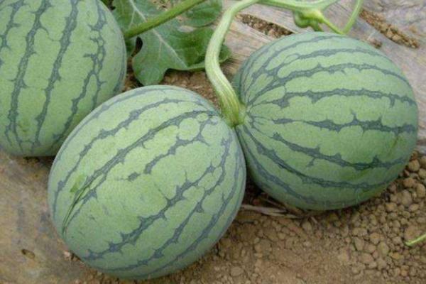西瓜新品种有哪些