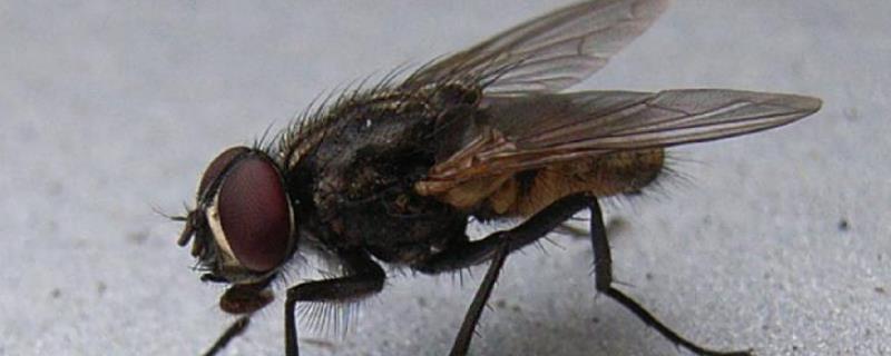苍蝇繁殖能力有多强,繁殖期为多长时间