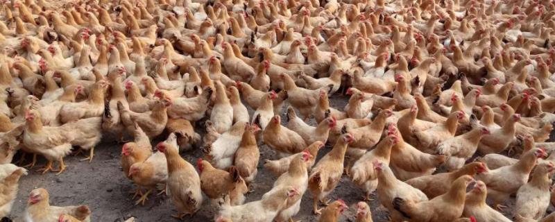 鸡棚苍蝇太多怎么消灭,苍蝇繁殖的快不快