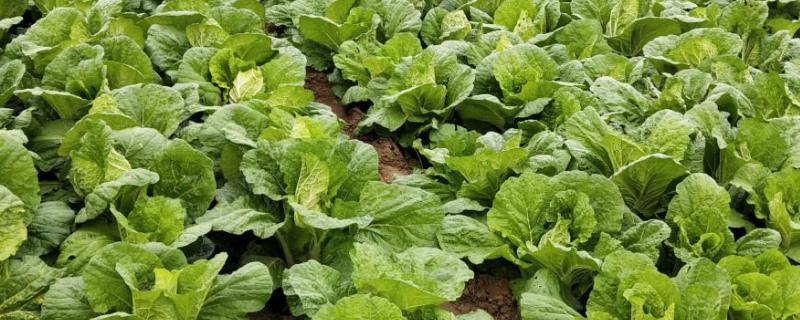 河南主要农作物分布,河南适合种植水稻还是小麦