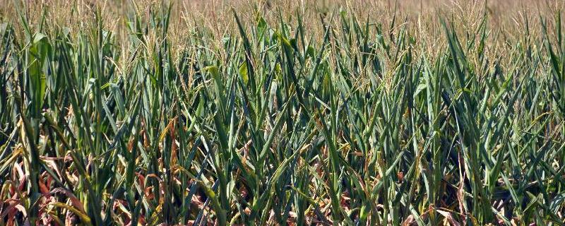 美国农业产值最高的农作物带是，美国农业带分布