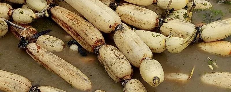 莲藕杀菌用什么杀菌剂,杀菌剂什么时候用效果好