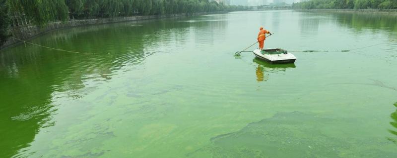 杀蓝藻为什么夜间杀,如何处理比较好