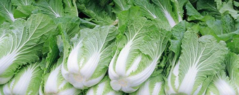 白菜地除草剂用什么样的除草剂,什么阶段除草效果好