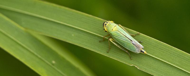 茶小绿叶蝉用什么农药,附发生规律和防治技术