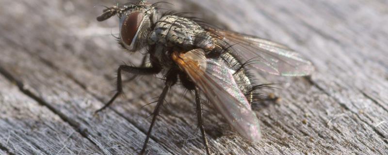 苍蝇一天能繁殖多少只,苍蝇是如何产生的