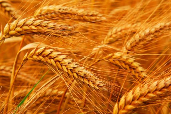 小满有什么农作物