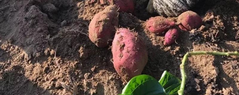 明朝引进的农作物，有什么影响