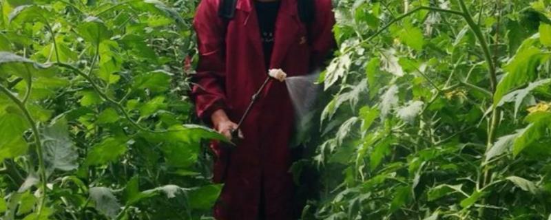 虫螨腈主要杀水稻什么虫，附使用注意事项