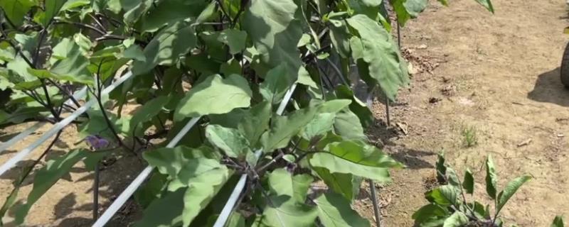 茄子二次生长技术,茄子怎么剪
