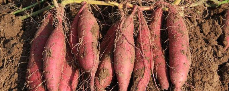 甘薯是用茎繁殖吗,繁殖后代用哪一部分