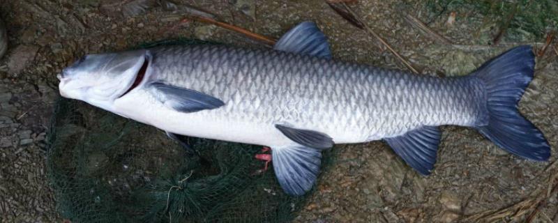 养殖青鱼都喂什么饲料,水深多少合适