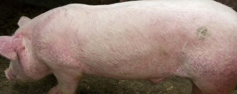 中猪饲料配方,中猪是多大的猪