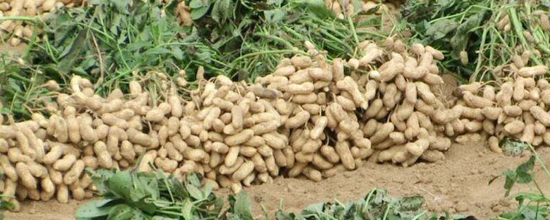 花生种植技术,几月份开始种植