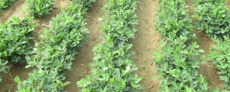 麦茬花生啥时候打控旺药?,多少天可以收获