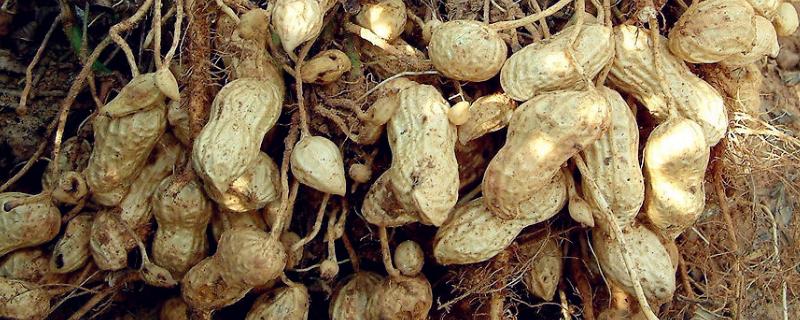 5月种花生多久熟,附花生的生长过程