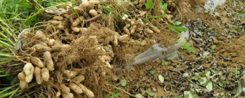 花生为什么光长秧不结果,什么是花生秧