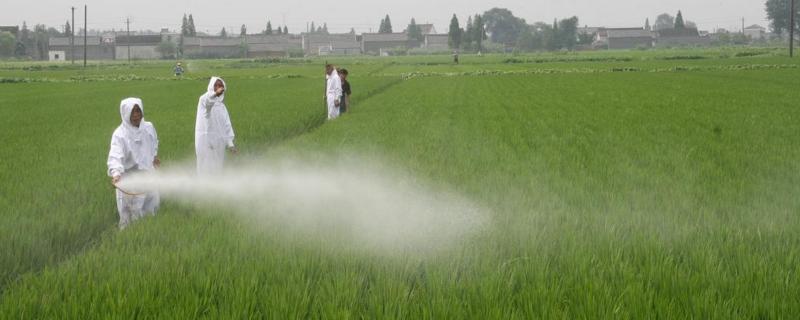 5克恶霉灵兑多少水,可以叶面喷施吗