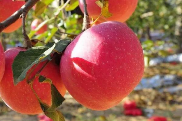 北方最早熟的苹果品种有哪些