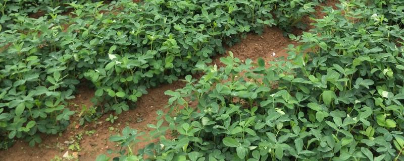 种花生怎么种,花生控旺用什么药好