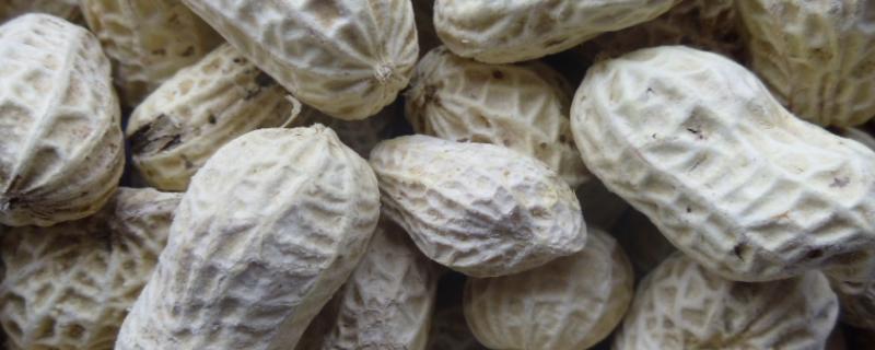 花生控旺烯效唑用量,对花生有抑制作用吗