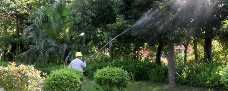 树木杀虫用什么农药,防虫一般用什么药