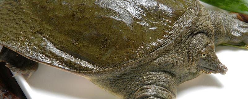 甲鱼穿孔病怎么治,是什么原因导致的