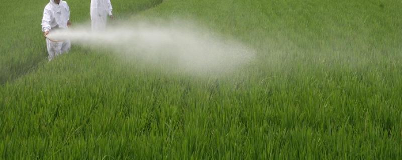 噻菌铜不能和什么农药混用,附使用禁忌