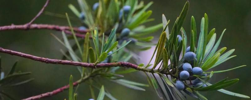 罗汉松用什么农药杀虫,罗汉松什么品种好